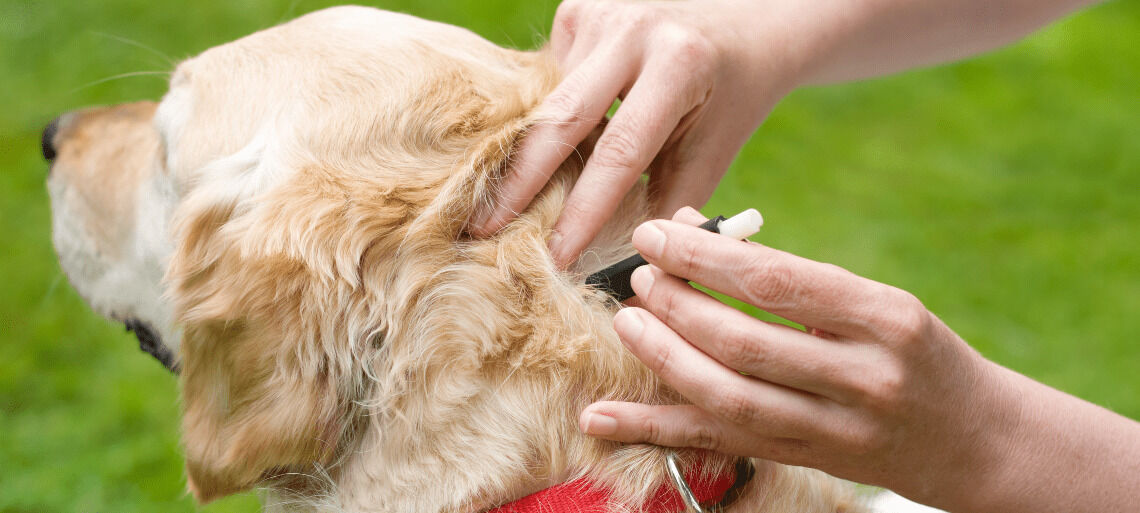 [paste advice page name here]